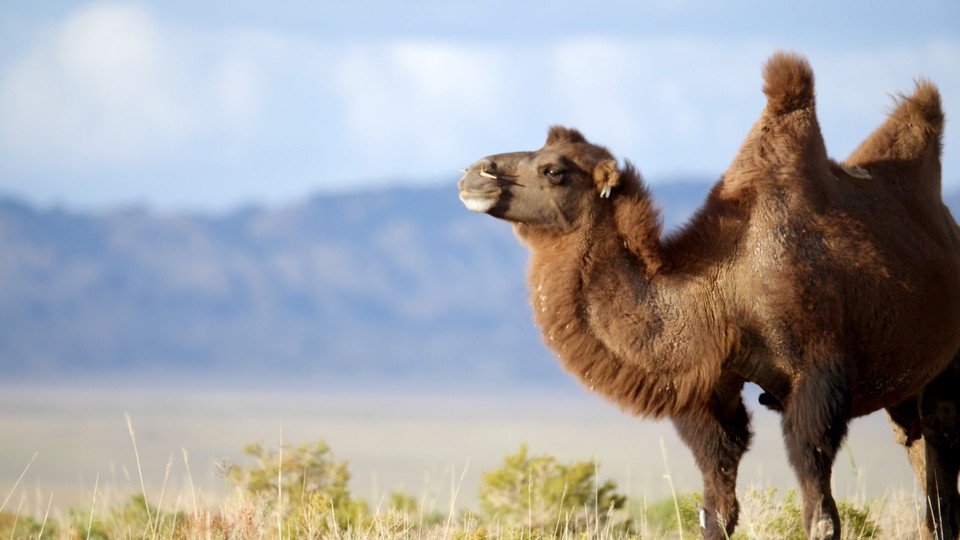 Qopol kaltaklash porno