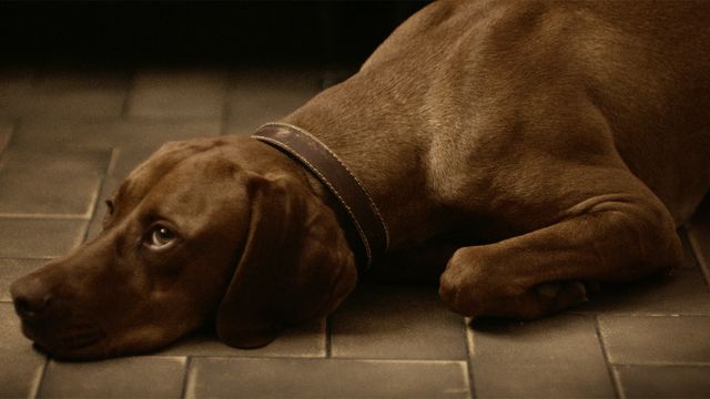 Kortfilmsklubben - spanska : Rocco