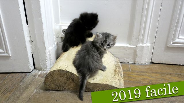 Nouvelles en français facile : 2019-03-02