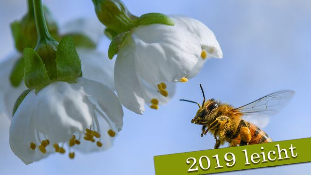 Nachrichten auf Deutsch Leicht : 2019-03-02