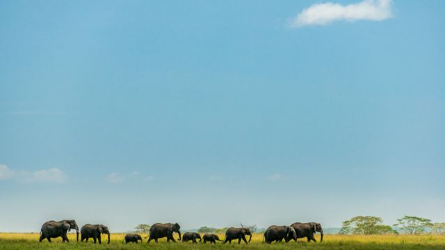 UR Samtiden - Photonaturadagen 2019 : Med familjen i tält i fält i Afrika