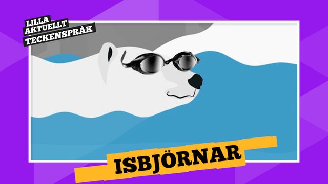 Vi förklarar! : Isbjörnar