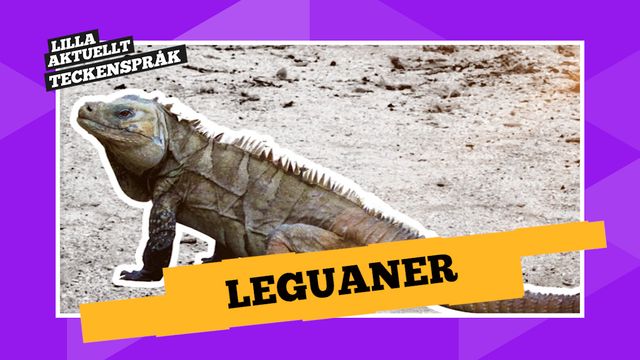 Vi förklarar! : Leguaner