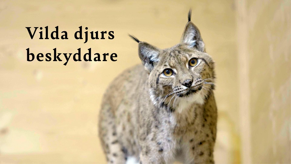 Programbild