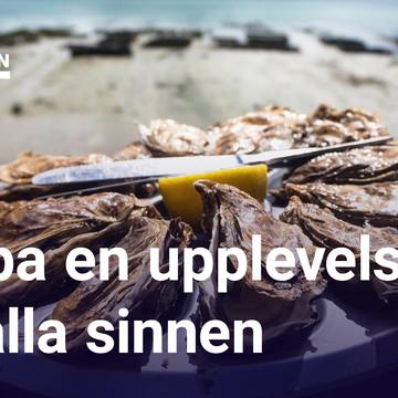 UR Samtiden - Om våra sinnen och den goda smaken: Vår sensoriska