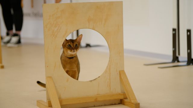 Bild ur Koivu på kattagility