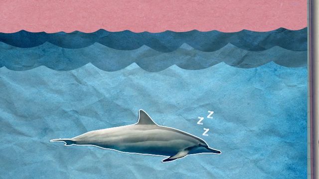 Bild ur Därför sover delfiner med ett öga öppet