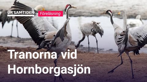 UR Samtiden - Naturum Hornborgasjön