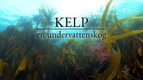 Kelp - en undervattenskog