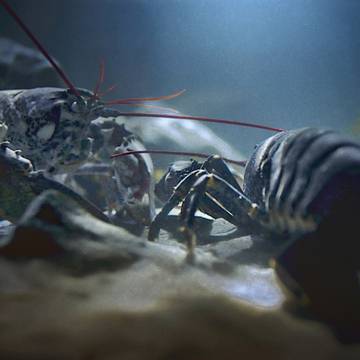 Gozal jinsiy caresses cunnilingus