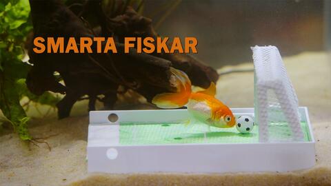 Smarta fiskar