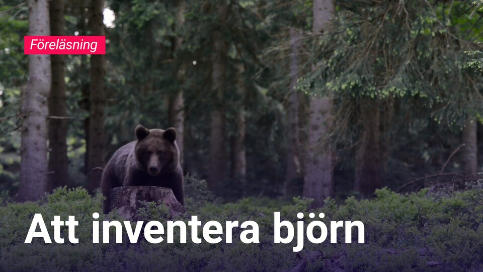 Programbild