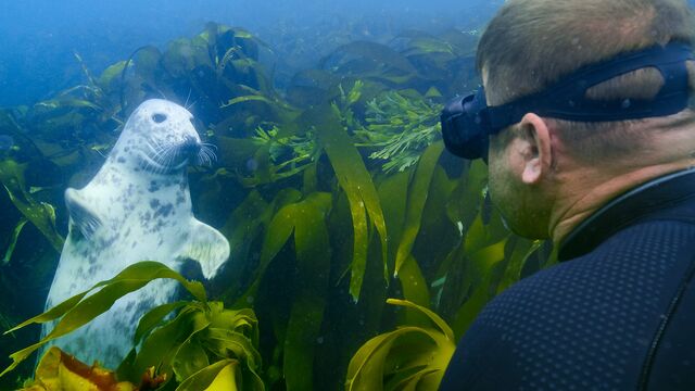 Steve Backshall och valarna