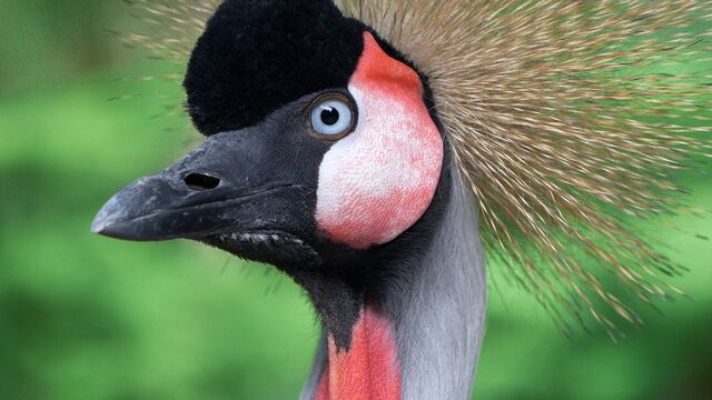 Bild ur Dinosaurierna bland oss