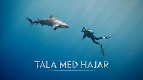 Tala med hajar