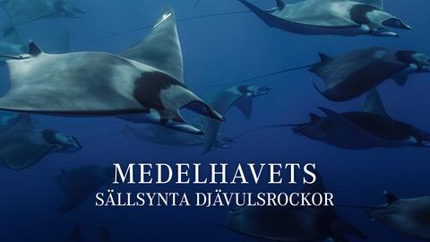 Medelhavets sällsynta djävulsrockor