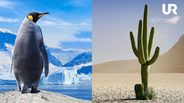 Bild ur Polerna och Öken