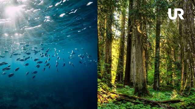 Bild ur Hav och Skog