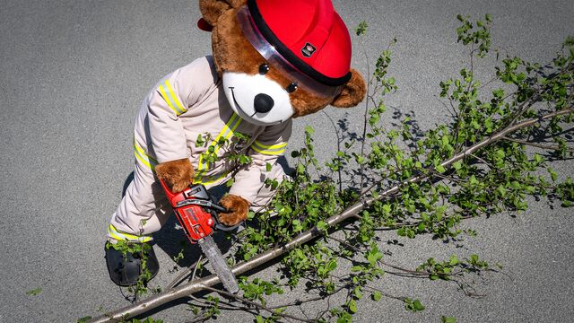 Bild ur Träd i vägen