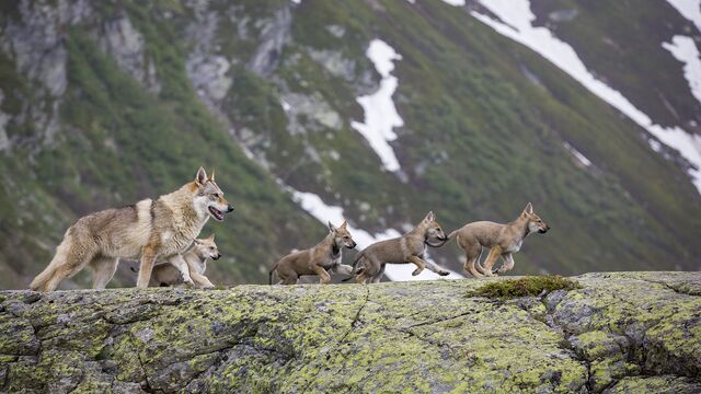 Bild ur Anpassning och pånyttfödelse