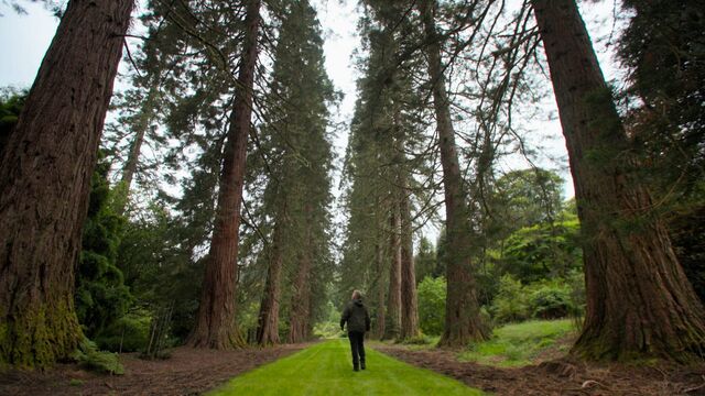 Bild ur Från frö till träd